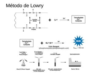 Método de Lowry
 