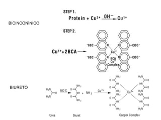 BIURETO
BICINCONÍNICO
 