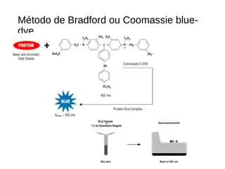 Método de Bradford ou Coomassie blue-
dye
 
