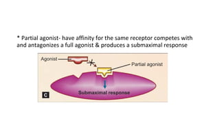 * Partial agonist- have affinity for the same receptor competes with
and antagonizes a full agonist & produces a submaximal response
 