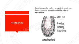 Tejido Epitelial. Histología | PPTX