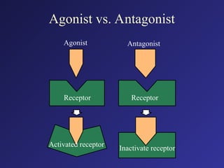 Agonist vs. Antagonist
Agonist Antagonist
Receptor Receptor
Activated receptor Inactivate receptor
 