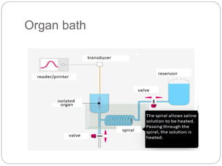 Organ bath
 