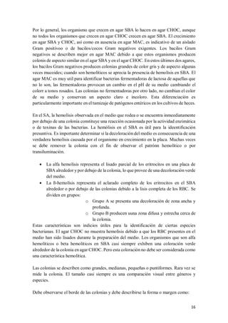 16
Por lo general, los organismo que crecen en agar SBA lo hacen en agar CHOC, aunque
no todos los organismos que crecen en agar CHOC crecen en agar SBA. El crecimiento
en agar SBA y CHOC, así como en ausencia en agar MAC, es indicativo de un aislado
Gram positivoo o de bacilos/cocos Gram negativos exigentes. Los bacilos Gram
negativos se describen mejor en agar MAC debido a que estos organismos producen
colonis de aspecto similar en el agar SBA y en el agar CHOC. En estos últimos dos agares,
los bacilos Gram negativos producen colonias grandes de color gris y de aspecto algunas
veces mucoides; cuando son hemolíticos se aprecia la presencia de hemolísis en SBA. El
agar MAC es muy util para identificar bacterias fermentadoras de lactosa de aquellas que
no lo son, las fermentadoras provocan un cambio en el pH de su medio cambiando el
colorr a tonos rosados. Las colonias no fermentadoras por otro lado, no cambian el color
de su medio y conservan un aspecto claro e incoloro. Esta diferenciación es
particularmente importante en el tamizaje de patógenos entéricos en los cultivos de heces.
En el SA, la hemolísis observada en el medio que rodea o se encuentra inmeediatamente
por debajo de una colonia constituye una reacción ocasionada por la actividad enzimática
o de toxinas de las bacterias. La hemólisis en el SBA es útil para la ideentificación
presuntiva. Es importante determinar si la decoloración del medio es consecuencia de una
verdadera hemolísis causada por el organismo en crecimiento en la placa. Muchas veces
se debe remover la colonia con el fin de observar el patrónn hemolítico o por
transiluminación.
 La alfa hemolísis representa el lisado parcial de los eritrocitos en una placa de
SBA alrededor y por debajo de la colonia, lo que provee de una decoloración verde
del medio.
 La ß-hemolísis representa el aclarado completo de los eritrocitos en el SBA
alrededor o por debajo de las colonias debido a la lisis completa de los RBC. Se
dividen en grupos:
o Grupo A se presenta una decoloración de zona ancha y
profunda.
o Grupo B producen uuna zona difusa y estrecha cerca de
la colonia.
Estas características son indicios útiles para la identificación de ciertas especies
bacterianas. El agar CHOC no muestra hemolísis debido a que los RBC presentes en el
medio han sido lisados durante la preparación del medio. Los organismos que son alfa
hemolíticos o beta hemolíticos en SBA casi siempre exhiben una coloración verde
alrededor de la colonia en agar CHOC. Pero esta coloración no debe ser considerada como
una característica hemolítica.
Las colonias se describen como grandes, medianas, pequeñas o puntiformes. Rara vez se
mide la colonia. El tamaño casi siempre es una comparación visual entre géneros y
especies.
Debe observarse el borde de las colonias y debe describirse la forma o margen como:
 