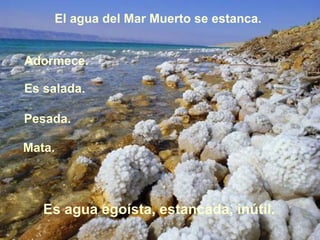 El agua del Mar Muerto se estanca.  Adormece. Es salada. Pesada.  Es agua egoísta, estancada, inútil. Mata.   