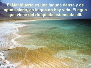 El Mar Muerto es una laguna densa y de agua salada, en la que no hay vida. El agua que viene del río queda estancada allí. 