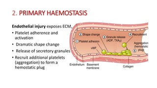 Comprehensive Overview of Bleeding Disorders and Hemostasis Mechanisms ...