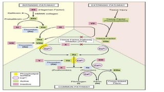 Comprehensive Overview of Bleeding Disorders and Hemostasis Mechanisms ...