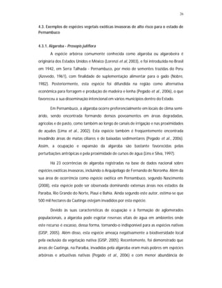 26
4.3. Exemplos de espécies vegetais exóticas invasoras de alto risco para o estado de
Pernambuco
4.3.1. Algaroba - Prosopis juliflora
A espécie arbórea comumente conhecida como algaroba ou algarobeira é
originária dos Estados Unidos e México (Lorenzi et al, 2003), e foi introduzida no Brasil
em 1942, em Serra Talhada - Pernambuco, por meio de sementes trazidas do Peru
(Azevedo, 1961), com finalidade de suplementação alimentar para o gado (Nobre,
1982). Posteriormente, esta espécie foi difundida na região como alternativa
econômica para forragem e produção de madeira e lenha (Pegado et al., 2006), o que
favoreceu a sua disseminação intencional em vários municípios dentro do Estado.
Em Pernambuco, a algaroba ocorre preferencialmente em locais de clima semi-
árido, sendo encontrada formando densos povoamentos em áreas degradadas,
agrícolas e de pasto, como também ao longo de canais de irrigação e nas proximidades
de açudes (Lima et al., 2002). Esta espécie também é freqüentemente encontrada
invadindo áreas de matas ciliares e de baixadas sedimentares (Pegado et al., 2006).
Assim, a ocupação e expansão da algaroba são bastante favorecidas pelas
perturbações antrópicas e pela proximidade de cursos de água (Lins e Silva, 1997).
Há 23 ocorrências de algaroba registradas na base de dados nacional sobre
espécies exóticas invasoras, incluindo o Arquipélago de Fernando de Noronha. Além da
sua área de ocorrência como espécie exótica em Pernambuco, segundo Nascimento
(2008), esta espécie pode ser observada dominando extensas áreas nos estados da
Paraíba, Rio Grande do Norte, Piauí e Bahia. Ainda segundo este autor, estima-se que
500 mil hectares da Caatinga estejam invadidos por esta espécie.
Devido às suas características de ocupação e à formação de aglomerados
populacionais, a algaroba pode esgotar reservas vitais de água em ambientes onde
este recurso é escasso, dessa forma, tornando-o indisponível para as espécies nativas
(GISP, 2005). Além disso, esta espécie ameaça negativamente a biodiversidade local
pela exclusão da vegetação nativa (GISP, 2005). Recentemente, foi demonstrado que
áreas de Caatinga, na Paraíba, invadidas pela algaroba eram mais pobres em espécies
arbóreas e arbustivas nativas (Pegado et al., 2006) e com menor abundância de
 
