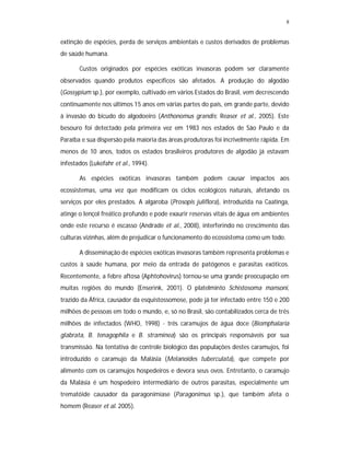8
extinção de espécies, perda de serviços ambientais e custos derivados de problemas
de saúde humana.
Custos originados por espécies exóticas invasoras podem ser claramente
observados quando produtos específicos são afetados. A produção do algodão
(Gossypium sp.), por exemplo, cultivado em vários Estados do Brasil, vem decrescendo
continuamente nos últimos 15 anos em várias partes do país, em grande parte, devido
à invasão do bicudo do algodoeiro (Anthonomus grandis; Reaser et al., 2005). Este
besouro foi detectado pela primeira vez em 1983 nos estados de São Paulo e da
Paraíba e sua dispersão pela maioria das áreas produtoras foi incrivelmente rápida. Em
menos de 10 anos, todos os estados brasileiros produtores de algodão já estavam
infestados (Lukefahr et al., 1994).
As espécies exóticas invasoras também podem causar impactos aos
ecossistemas, uma vez que modificam os ciclos ecológicos naturais, afetando os
serviços por eles prestados. A algaroba (Prosopis juliflora), introduzida na Caatinga,
atinge o lençol freático profundo e pode exaurir reservas vitais de água em ambientes
onde este recurso é escasso (Andrade et al., 2008), interferindo no crescimento das
culturas vizinhas, além de prejudicar o funcionamento do ecossistema como um todo.
A disseminação de espécies exóticas invasoras também representa problemas e
custos à saúde humana, por meio da entrada de patógenos e parasitas exóticos.
Recentemente, a febre aftosa (Aphtohovirus) tornou-se uma grande preocupação em
muitas regiões do mundo (Enserink, 2001). O platelminto Schistosoma mansoni,
trazido da África, causador da esquistossomose, pode já ter infectado entre 150 e 200
milhões de pessoas em todo o mundo, e, só no Brasil, são contabilizados cerca de três
milhões de infectados (WHO, 1998) - três caramujos de água doce (Biomphalaria
glabrata, B. tenagophila e B. straminea) são os principais responsáveis por sua
transmissão. Na tentativa de controle biológico das populações destes caramujos, foi
introduzido o caramujo da Malásia (Melanoides tuberculata), que compete por
alimento com os caramujos hospedeiros e devora seus ovos. Entretanto, o caramujo
da Malásia é um hospedeiro intermediário de outros parasitas, especialmente um
trematóide causador da paragonimíase (Paragonimus sp.), que também afeta o
homem (Reaser et al. 2005).
 