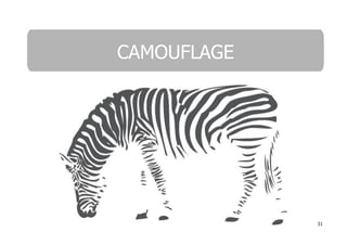 CAMOUFLAGE




             31
 