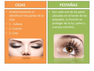 Dossier sobre generalidades del ojo | PPTX