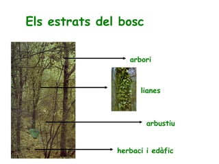 Els estrats del bosc arbori lianes arbustiu herbaci i edàfic 