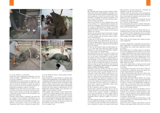 La doma
Ma in generale, come avviene la doma di animali “artisti”?
Proprio agli antichi serragli dobbiamo, purtroppo, il per-
corso dei primi domatori, improntato fortemente dal ca-
rattere aggressivo e violento nei confronti delle “belve
pericolose”. Il messaggio da trasmettere al pubblico era il
totale dominio della natura da parte dell’uomo, tipica-
mente di stampo colonialista.
Anche per gli animali non feroci l’addestramento è stato
di tipo violento e si è “apparentemente” protratto nel
tempo fino al dopoguerra del secolo scorso quando si ini-
zia a parlare di “addestramento in dolcezza”, un metodo
che dovrebbe basarsi non più sulla violenza bensì su un
rapporto di fiducia tra uomo e animali che dia corpo ad
esibizioni più “naturali”.
Peccato che siano proprio alcuni dei promotori di questo
tipo di addestramento che, ripresi “fuori onda” a compie-
re violenze inaudite verso gli animali, vengono condan-
nati per maltrattamento.
In Italia sarà un Orfei, Orlando, che negli anni ’50 si se-
gnalerà per questo tipo di addestramento, ma nel suo cir-
co cresce ed agisce proprio Liana che in seguito rilascerà
dichiarazioni su tecniche di addestramento sorprendenti
per la loro crudeltà.
Di fatto, che tale metodo di dolce non abbia proprio nul-
la, lo si evince dalla stessa descrizione datane dai padri
fondatori che, nella “paura insita nell’animale” individua-
no la chiave stessa per l’addestramento.
Non dimentichiamo che, anche se allevati in cattività, gli
animali selvatici naturalmente rifuggono il contatto uma-
no o di altre specie e mantengono un istinto naturale.
Ciò significa che esisterà sempre un comportamento in-
nato dell’animale, un vero e proprio patrimonio genetico
che, ad esempio, non permetterà mai alla tigre di “per-
cepire” ciò che la circonda alla stregua di un gatto abi-
tuato da sempre al contatto umano. Per tale motivi la
“paura” va considerata a pieno titolo una gravissima
forma di violenza sull’animale selvatico.
Nell’ultimo ventennio, periodo che vede una crescita
esponenziale della maturata sensibilità popolare nei con-
fronti del mondo animale, le grandi famiglie circensi ita-
liane, quali i Togni, Orfei, Montico, Casartelli, etc., si so-
no date un gran da fare per convincere l’opinione pub-
blica che i propri animali, rigorosamente nati in catti-
vità e non prelevati in natura, sono acquisiti per curar-
ne direttamente l’addestramento, ovviamente “in dol-
cezza”. Il loro rapporto con gli animali viene definito co-
me improntato da amore, rispetto ed un rapporto co-
stante uomo- animale che porterebbe a gravi conse-
guenze qualora fosse interrotto.
Di fatto la questione si pone in ambito molto diverso.
Innanzi tutto è opportuno specificare che vi è una so-
stanziale differenza tra la doma iniziale dell’animale, che
è quella mirata a “spezzare” l’animale e a imprintare in
lui la paura relativamente ad alcuni oggetti specifici
(frusta, bullhook, ecc.) oltre che a fargli capire come sia
impossibile liberarsi, ribellarsi o fuggire, e la fase suc-
cessiva.
Una volta compiuto questo primo, fondamentale, passo,
ciò che l’animale viene chiamato a fare tutti i giorni sot-
to il tendone non può che definirsi mero allenamento, e
cioè la ripetizione di esercizi, che possono anche subire
delle variazioni, così come avviene per i funamboli, gli
equilibristi e tutti gli altri artisti del circo.
Il domare avviene una volta sola e serve, principalmente,
non tanto a far compiere determinati esercizi all’animale,
bensì a fargli capire chi comanda e quali saranno le con-
seguenze in caso di disobbedienza.
Per tale motivo si reputano privi di significato gli inviti
ad assistere alle “prove” che i circensi rivolgono a chi cri-
tica le tecniche di addestramento.
Ed in questa prima fase, quanto è credibile l’affermazio-
ne che i domatori/proprietari svolgono personalmente la
doma iniziale dei propri animali?
Lo scorso anno il famoso circo di Nando Orfei (soc. Or-
fei-Bellucci) acquisì 4 nuove tigri arrivate dalla Spagna,
già “preparate” da Mary Chipperfield che ne curò diret-
tamente la consegna al domatore Emidio Bellucci (Fonte:
Ufficio Stampa Circo Bellucci 18.7.2009).
Anche le tigri del Circo Amedeo Orfei risultano di prove-
nienza Chipperfield.
Il marchio Chipperfield, riconducibile principalmente a
Mary Chipperfield, è volutamente sconosciuto all’opi-
nione pubblica, ma è invece assai conosciuto nel mon-
do circense.
Mary Chipperfield, che in Spagna gestisce un blindatissi-
mo centro di addestramento per animali da circo, dovet-
te fuggire dall’Inghilterra dove subì un processo per gra-
vi maltrattamenti a danno degli animali tanto che dovet-
te riparare prima in Francia e poi in Spagna, dove è tutt’o-
ra. La crudeltà dei suoi metodi fu documentata in ma-
niera incontrovertibile ma la “signora”, con coniuge al se-
guito, continua ad operare nonostante abbia nominato la
nipote titolare del centro.
Il suo ruolo è sempre stato, e continua ad essere, quello
di reperire ed addestrare animali da destinare ai vari cir-
chi europei.
I leoni di Martin Lacey junior, che ha vinto il Clown d’o-
ro a Montecarlo, e proprietario di due leoni bianchi, pro-
vengono dagli allevamenti dei Chipperfield.
Le tigri di Stefano Nones Orfei del circo di Moira Orfei
provengono anch’esse dai Chipperfields e cosi i suoi due
leoni bianchi, Ginevra ed Artù.
Quindi, dagli italiani Orfei (Moira, Amedeo, etc.) ed altri,
agli stranieri Knie, Pinder e Lacey, chi puo permetterselo
rinnova il numero coi felini (prevalentemente tigri) e chi
ha soldi (e il nome) va dai Chipperfields, rivendendo i
“vecchi” felini ai circhi minori (vedi il Circo di Barcello-
na) che li sfrutteranno ancora per qualche anno nell’at-
tesa di un altro gruppo dismesso.
Animali sconosciuti che arrivano già imprintati e che ven-
gono “affittati” o “prestati” con estrema facilità: lo scor-
so Natale il Circo Americano a Roma presentava 3 tigri,
mentre il resto del gruppo era stato noleggiato all’Her-
man Renz in Olanda e gli elefanti frazionati tra il Medra-
no Francese e l’Arlette Gruss.
Lo stesso fa il circo di Praga dei fratelli Cristiani: le tigri
vengono noleggiate con il domatore Redi Cristiani e nel
circo tengono l’essenziale.
Animali che vanno e vengono come pacchi in giro per
l’Europa, molto spesso finendo nelle mani di altri doma-
7
tra il cane, l’elefante e il rinoceronte?
Il cane può essere semplicemente addestrato, vive con
l’uomo da sempre e, inspiegabilmente, si fida di lui e fa
di tutto per compiacerlo.
Il rinoceronte non si può né domare né addestrare e non
accetta alcun tipo di sottomissione, così come la iena. Per
tutti gli animali da “serraglio” fu tentata nel tempo la
doma, ma per alcuni non fu mai possibile nemmeno sot-
toponendoli alle peggiori vessazioni o privazioni.
L’elefante da circo deve essere per forza domato e que-
sto avviene fin dai primi mesi di vita. Il piccolo, sia pre-
levato in natura che nato in cattività, viene strappato al-
le amorevoli cure della madre ed inizia prestissimo il suo
percorso di sofferenza.
Il perché è molto semplice: le posizioni e gli esercizi che
gli si impone di fare contrastano violentemente con la
sua fisiologia, in pratica operano contro natura poichè il
corpo di un elefante non è naturalmente in grado di ri-
produrli se non costretto a forza e con, nel tempo, gravi
conseguenze fisiche. Perciò, a differenza di quanto avvie-
ne per gli elefanti da lavoro, la doma comincia prestissi-
mo, e con violenza.
Questo metodo, fino a poco tempo fa, si pensava essere
utilizzato solo prevalentemente in Asia (Tailandia, India, etc.)
e riguardasse animali liberi catturati alle madri. È stato scon-
volgente scoprire che questo avviene, se possibile in modo
ancor più crudele, anche su piccoli nati in cattività, come
documentato dall’ex addestratore di elefanti Sam Haddock,
all’interno del centro segreto di addestramento del circo
Ringling Bros e Barlume & Bailey, il circo americano con il
maggior numero di elefanti al mondo.
Tiranti, pungoli, scosse elettriche e tanto, immenso dolo-
re inferti ad un cucciolo indifeso da esseri umani che do-
vrebbero solo vergognarsi di quello che stanno facendo.
Ma la crudeltà umana non ha limiti poiché al cucciolo,
che è stato perfidamente allontanato dalla madre che pu-
re vive a pochi metri e lo rimpiange, viene affiancato un
altro elefante già “spezzato” ed asservito all’uomo che,
più facilmente, porta ai risultati desiderati.
Eh sì, che magia il circo!
6
FOTO Sam Haddock/PETA
 