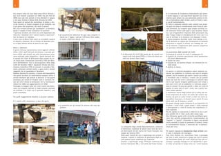 tori proprio come nel caso degli stessi Artù e Ginevra, i
due leoni bianchi acquistati nel 2007, che alla fine del
2008 erano già stati prestati al circo Mundial in Spagna
e che sono rientrati al Moira Orfei all’inizio del 2010.
Sono questi gli animali che morirebbero di dolore, a det-
ta dei circensi, se fossero strappati ai loro domatori, ma
è più giusto dire proprietari, che tanto li amano?
Nel circo arrivano animali già “predisposti”; al domatore
spetta il compito di farsi riconoscere ed accettare.
I numerosi incidenti con felini nei circhi dipendono dal
fatto che il domatore non è ancora riuscito a farsi accet-
tare da almeno un individuo.
Il solo circo di Moira Orfei vanta un incredibile numero
di attacchi a domatori, di cui l’ultimo nel dicembre scor-
so al figlio Stefano Nones da parte di una tigre.
Stress e malessere
A questa dolorosa sopravvivenza vanno aggiunti ulteriori
fattori critici: quelli derivanti da violenze e percosse gra-
tuite inflitte agli animali, più volte documentate attra-
verso materiale video-fotografico, e quelle derivanti dal-
lo spregio dei Criteri di detenzione degli animali nei cir-
chi fissati dalla Commissione Scientifica CITES del Mini-
stero dell’Ambiente. Con la promulgazione della legge
n.426 del dicembre 1998, il legislatore richiese alla Com-
missione Scientifica CITES di valutare e concedere l’do-
neità a detenere animali esotici, a quei circhi e mostre
viaggianti che ne garantissero il benessere.
Nessuna idoneità fu concessa, a riprova dell’impossibilità
che queste strutture di contenimento possano offrire il
minimo benessere agli animali ivi detenuti. Si rese quindi
necessario, per evitare di chiudere tutte le strutture, fis-
sare dei criteri minimi di detenzione che la Commissione
elaborò nel 2000, con aggiornamento nel 2006.
Purtroppo, la maggior parte dei criteri relativi alla deten-
zione non vengono osservati in modo costante, puntuale
ed uniforme e in molti casi il mancato rispetto è una
prassi consolidata.
Tra quelli maggiormente disattesi si possono valutare:
• il rispetto delle temperature in base alla specie
• gli arricchimenti ambientali (di ogni tipo, comprese le
vasche per il bagno, i pali per l’affilatura delle unghie,
le tavole a differenti altezze, ecc.)
• la possibilità per gli animali di sottrarsi alla vista del
pubblico
98
• le dimensioni dei recinti (più spesso per gli animali non
inseriti nelle linee guida CITES) e il fatto che alcuni ani-
mali non devono essere legati.
La valutazione degli animali (documentazione, condizioni
di detenzione, condizioni di salute) viene fatta dal Servi-
zio Veterinario e/o dal nucleo del Corpo Forestale, non
sempre dal Servizio CITES.
Nella quasi totalità dei casi il sopralluogo non avviene a
sorpresa e quindi le condizioni di detenzione degli ani-
mali possono essere modificate per l’ispezione.
Qualora il sopralluogo venga effettuato solamente dal
Servizio Veterinario ASL, e non anche dal Corpo Foresta-
le, la mancanza di competenza relativamente agli anima-
li esotici aggrava le già superficiali ispezioni che si con-
cludono quasi sempre con una valutazione positiva in me-
rito al trattamento degli animali, anche di fronte a pale-
si casi di maltrattamento.
Di fatto le violazioni indicate come costanti non vengo-
no quasi mai prese in considerazione come forma di man-
cato benessere, ma vengono quasi sempre accettate co-
me mancanze minori sulle quali si può sorvolare. Alcuni
tra i più intraprendenti rilasciano delle prescrizioni ma,
dato l’esiguo tempo di attendamento del circo, non ci si
cura di verificare se la struttura e sia adeguata o meno.
A questo proposito dovrebbe essere fatto obbligo ai cir-
chi di detenere un registro per l’annotazione di eventuali
prescrizioni in seguito a carenze, con l’obbligo per i cir-
chi di metterlo a disposizione delle autorità competenti
nei successivi attendamenti.
La provenienza degli animali dei circhi
La presenza di animali nei circhi è conseguenza di:
• acquisto da strutture specializzate nella riproduzione
e/o primo addestramento;
• nascite nel circo;
• cessione da zoo (pratica illegale, ma ammessa dai cir-
censi stessi);
• prelievo in natura.
Le nascite in cattività dovrebbero essere talmente nu-
merose da soddisfare la richiesta non solo di semplici
animali, ma di esemplari già adulti e pronti per esibirsi.
È incredibile che si continui a credere che gli animali
siano nati tutti nei circhi o comunque in cattività, dato
che le rare nascite vengono pubblicizzate con enfasi e
non sono certo tali da soddisfare le continue acquisi-
zioni di animali. Vi sono più giraffe e zebre nei circhi di
quante ne siano nate in tutti i circhi, zoo e parchi fau-
nistici messi assieme!
Il movimento interno degli animali non si limita alla ces-
sione temporanea di numeri ma anche alla cessione de-
finitiva, da parte di circhi “ricchi” a circhi con meno di-
sponibilità finanziarie, di animali ormai vecchi. Vi sono
anche stati casi di cessione a privati.
Da questo emerge anche l’esistenza di una gerarchia tra
strutture: i circhi ricchi e quelli minori; i circhi nazionali
e internazionali e i circhi di nicchia che vivacchiano a li-
vello regionale.
Più che operare in concorrenza, si tratta di un vero e pro-
prio cartello. Che si “ciba” anche delle nostre tasse.
Una riflessione: questi circhi di nicchia potrebbero sgan-
ciarsi dal cartello semplicemente trasformandosi da
“equestri” a “ginnici” rifiutando la logica, pro-grandi
circhi, secondo la quale la presenza di animali, anche
se estremamente costosa, è essenziale per la sopravvi-
venza del circo.
Per quanto riguarda la riproduzione degli animali, mol-
te sono le domande che emergono.
Tigri, leoni, elefanti, ecc., invecchiano. Forse, e purtroppo
per loro, a volte vivono più a lungo che non in natura,
ma invecchiano anche nei circhi. Anche per loro vale co-
munque il principio biologico di età riproduttiva e quin-
di esiste un periodo di tempo entro cui i circhi possono
 