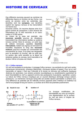 HISTOIRE DE CERVEAUX                                                                           10




                                                                                                       Dossier pédagogique
Ces différents neurones peuvent se combiner de
différentes façons en fonction de leur forme. Les
points de jonction entre les extrémités des
dendrites sont les synapses. Les dendrites
captent les signaux nerveux et les transmettent
via l’axone aux
neurones voisins. Un neurone dispose ainsi d’un
grand nombre de connexions: il peut recevoir les
informations de 10 000 neurones et en trans-
mettre à 10 000 autres.
Au niveau de la peau par exemple, des
neurones sensitifs pourvus de récepteurs
transmettent les informations tactiles au système
nerveux central. Dans le cerveau, un autre type
de cellules nerveuses, appelées neurones
intercalaires, traitent ces signaux et renvoient de
nouvelles impulsions le long des neurones
moteurs jusqu'aux muscles qui commandent les
mouvements au corps. Si la peau est nécessaire
pour la sensation du toucher, elle ne suffit pas.
La section des nerfs sensitifs ou la lésion de
certaines parties du cerveau rend insensible à la
douleur même si la peau est intacte.


3.3 - L’influx nerveux
Un nerf est excitable et conducteur, il propage l’influx nerveux. Les excitants du nerf sont variés:
mécaniques (pincements), physique (électricité), chimiques (acides et bases). Pour qu’un nerf
transmette un signal, il faut que l’intensité et le temps du stimulus soit suffisants (quelques
dixièmes de secondes). Les certains produits neuroleptiques ou anesthésiants augmentent le
seuil d'excitabilité du nerf ou agissent comme des paralysants musculaires. (gardénal, curare).
La nature de l’influx nerveux s’explique par un courant électrique (échange ionique sodium,
potassium). La membrane nerveuse lorsqu’elle est excitée devient perméable à certains ions.
Une différence de potentiel (de 50 millivolts environ) apparaît entre l’intérieur et l’extérieur du
nerf et se propage le long de l’axone. La surface de la fibre est polarisée positivement.




                                                             La brusque modification de
                                                             perméabilité aux ions qui entraîne
                                                             une dépolarisation de la surface
                                                             du nerf est donc à l‘origine de
                                                             l‘influx nerveux..


3.4/ Actions volontaires et mouvements réflexes
 