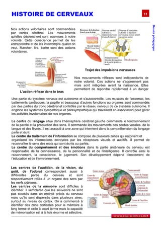 HISTOIRE DE CERVEAUX                                                                      11




                                                                                                  Dossier pédagogique
Nos actions volontaires sont commandées
par cortex cérébral. Les mouvements
qu’elles déclenchent sont soumises à notre
volonté. Cette conscience permet de les
entreprendre et de les interrompre quand on
veut. Marcher, lire, écrire sont des actions
volontaires.




                                                      Trajet des impulsions nerveuses

                                             Nos mouvements réflexes sont indépendants de
                                             notre volonté. Ces actions ne s’apprennent pas
                                             mais sont intégrées avant la naissance. Elles
                                             permettent de répondre rapidement à un danger
      L’action réflexe dans le bras          potentiel sans même y penser. Les mouvements
Une partie du système nerveux est autonome et s’autocontrôle. Les muscles de l’estomac, les
battements cardiaques, la pupille et beaucoup d’autres fonctions ou organes sont commandés
par des parties du tronc cérébral et contrôlés par le réseau nerveux de ce système autonome. Il
englobe les systèmes sympathique et parasympathique qui travaillent en association pour gérer
les activités involontaires de nos organes.

Le centre du langage situé dans l’hémisphère cérébral gauche commande le fonctionnement
de la parole et la production des sons. Il commande les mouvements des cordes vocales, de la
langue et des lèvres. Il est associé à une zone qui intervient dans la compréhension du langage
parlé et écrit.
Le centre du traitement de l’information se compose de plusieurs zones qui reçoivent et
organisent les informations envoyées par les récepteurs visuels et auditifs. Il permet de
reconnaître le sens des mots qui sont écrits ou parlés.
Le centre du comportement et des émotions dans la partie antérieure du cerveau est
responsable de la connaissance, de la personnalité et de l’intelligence. Il contrôle ainsi le
raisonnement, la conscience, le jugement. Son développement dépend directement de
l’éducation et de l’environnement.

Les centres de l’audition, de la vision, du
goût, de l’odorat correspondent aussi à
différentes partie du          cerveau et sont
respectivement reliés à un organe des sens par
les nerfs crâniens.
Les centres de la mémoire sont difficiles à
identifier. Il semblerait que les souvenirs ne sont
pas stockés dans un endroit précis du cerveau
mais qu’ils sont dispersés dans plusieurs aires,
surtout au niveau du cortex. On a commencé à
identifier des zone corticales pour la mémoire à
long terme et celle à court terme mais la capacité
de mémorisation est à la fois énorme et sélective.
 