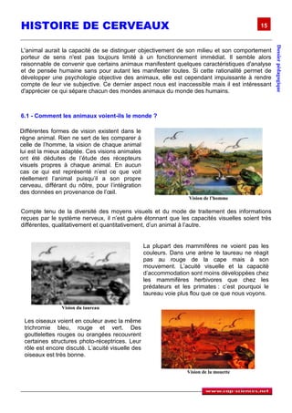 HISTOIRE DE CERVEAUX                                                                         15




                                                                                                   Dossier pédagogique
L'animal aurait la capacité de se distinguer objectivement de son milieu et son comportement
porteur de sens n'est pas toujours limité à un fonctionnement immédiat. Il semble alors
raisonnable de convenir que certains animaux manifestent quelques caractéristiques d'analyse
et de pensée humaine sans pour autant les manifester toutes. Si cette rationalité permet de
développer une psychologie objective des animaux, elle est cependant impuissante à rendre
compte de leur vie subjective. Ce dernier aspect nous est inaccessible mais il est intéressant
d'apprécier ce qui sépare chacun des mondes animaux du monde des humains.



6.1 - Comment les animaux voient-ils le monde ?

Différentes formes de vision existent dans le
règne animal. Rien ne sert de les comparer à
celle de l’homme, la vision de chaque animal
lui est la mieux adaptée. Ces visions animales
ont été déduites de l’étude des récepteurs
visuels propres à chaque animal. En aucun
cas ce qui est représenté n’est ce que voit
réellement l’animal puisqu’il a son propre
cerveau, différant du nôtre, pour l’intégration
des données en provenance de l’œil.
                                                                  Vision de l’homme

Compte tenu de la diversité des moyens visuels et du mode de traitement des informations
reçues par le système nerveux, il n’est guère étonnant que les capacités visuelles soient très
différentes, qualitativement et quantitativement, d’un animal à l’autre.


                                                  La plupart des mammifères ne voient pas les
                                                  couleurs. Dans une arène le taureau ne réagit
                                                  pas au rouge de la cape mais à son
                                                  mouvement. L’acuité visuelle et la capacité
                                                  d’accommodation sont moins développées chez
                                                  les mammifères herbivores que chez les
                                                  prédateurs et les primates : c’est pourquoi le
                                                  taureau voie plus flou que ce que nous voyons.

                Vision du taureau

 Les oiseaux voient en couleur avec la même
 trichromie bleu, rouge et vert. Des
 gouttelettes rouges ou orangées recouvrent
 certaines structures photo-réceptrices. Leur
 rôle est encore discuté. L’acuité visuelle des
 oiseaux est très bonne.

                                                                  Vision de la mouette
 