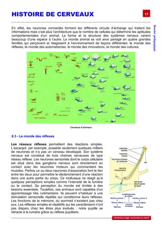 HISTOIRE DE CERVEAUX                                                                        17




                                                                                                    Dossier pédagogique
En effet, les neurones connectés forment les différents circuits d’échange qui traitent les
informations mais c‘est plus l’architecture que le nombre de cellules qui détermine les aptitudes
comportementales d‘un animal. La forme et la structure des systèmes nerveux varient
beaucoup d’une espèce à l’autre. Le monde animal se voit ainsi partagé en quatre grandes
familles qui perçoivent et réagissent à l‘environnement de façons différentes: le monde des
réflexes, le monde des automatismes, le monde des innovations, le monde des cultures.




                                           Cerveaux d’animaux



6.3 - Le monde des réflexes

Les réseaux réflexes permettent des réactions simples.
L’escargot, par exemple, possède seulement quelques milliers
de neurones et n’a pas un cerveau développé. Son système
nerveux est constitué de trois chaînes nerveuses de type
réseau réflexe. Les neurones sensoriels dont le corps cellulaire
est situé dans des ganglions nerveux sont directement en
contact avec les neurones moteurs qui commandent les
muscles. Parfois un ou deux neurones d’association font le lien
entre les deux pour permettre le déclenchement d‘une réaction
dans une autre partie du corps. Ce mollusque ne réagit qu’à
quelques perceptions simples comme l’intensité de la lumière
ou le contact. Sa perception du monde est limitée à des
besoins essentiels. Toutefois, ces animaux sont capables d’un
apprentissage très rudimentaire. Ils peuvent s’habituer à une
stimulation sensorielle répétée qui conditionne leurs réflexes.
Les fonctions de la mémoire, du sommeil n’existent pas chez
eux. Les réflexes simples et répétitifs qui les caractérisent n’ont
pas disparu chez les êtres plus évolués : notre pupille se
rétracte à la lumière grâce au réflexe pupillaire.
 