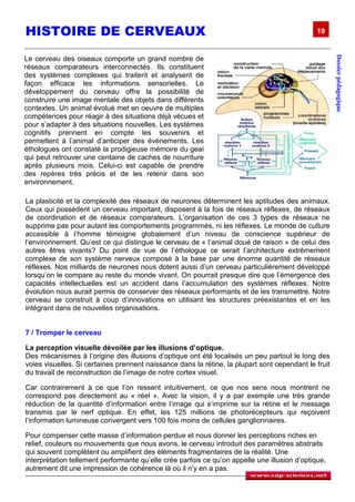 HISTOIRE DE CERVEAUX                                                                           19




                                                                                                      Dossier pédagogique
Le cerveau des oiseaux comporte un grand nombre de
réseaux comparateurs interconnectés. Ils constituent
des systèmes complexes qui traitent et analysent de
façon efficace les informations sensorielles. Le
développement du cerveau offre la possibilité de
construire une image mentale des objets dans différents
contextes. Un animal évolué met en oeuvre de multiples
compétences pour réagir à des situations déjà vécues et
pour s’adapter à des situations nouvelles. Les systèmes
cognitifs prennent en compte les souvenirs et
permettent à l’animal d’anticiper des évènements. Les
éthologues ont constaté la prodigieuse mémoire du geai
qui peut retrouver une centaine de caches de nourriture
après plusieurs mois. Celui-ci est capable de prendre
des repères très précis et de les retenir dans son
environnement.

La plasticité et la complexité des réseaux de neurones déterminent les aptitudes des animaux.
Ceux qui possèdent un cerveau important, disposent à la fois de réseaux réflexes, de réseaux
de coordination et de réseaux comparateurs. L’organisation de ces 3 types de réseaux ne
supprime pas pour autant les comportements programmés, ni les réflexes. Le monde de culture
accessible à l’homme témoigne globalement d’un niveau de conscience supérieur de
l’environnement. Qu’est ce qui distingue le cerveau de « l’animal doué de raison » de celui des
autres êtres vivants? Du point de vue de l’éthologue ce serait l’architecture extrêmement
complexe de son système nerveux composé à la base par une énorme quantité de réseaux
réflexes. Nos milliards de neurones nous dotent aussi d’un cerveau particulièrement développé
lorsqu’on le compare au reste du monde vivant. On pourrait presque dire que l’émergence des
capacités intellectuelles est un accident dans l’accumulation des systèmes réflexes. Notre
évolution nous aurait permis de conserver des réseaux performants et de les transmettre. Notre
cerveau se construit à coup d’innovations en utilisant les structures préexistantes et en les
intégrant dans de nouvelles organisations.


7 / Tromper le cerveau

La perception visuelle dévoilée par les illusions d’optique.
Des mécanismes à l’origine des illusions d’optique ont été localisés un peu partout le long des
voies visuelles. Si certaines prennent naissance dans la rétine, la plupart sont cependant le fruit
du travail de reconstruction de l’image de notre cortex visuel.

Car contrairement à ce que l’on ressent intuitivement, ce que nos sens nous montrent ne
correspond pas directement au « réel ». Avec la vision, il y a par exemple une très grande
réduction de la quantité d’information entre l’image qui s’imprime sur la rétine et le message
transmis par le nerf optique. En effet, les 125 millions de photorécepteurs qui reçoivent
l’information lumineuse convergent vers 100 fois moins de cellules ganglionnaires.

Pour compenser cette masse d’information perdue et nous donner les perceptions riches en
relief, couleurs ou mouvements que nous avons, le cerveau introduit des paramètres abstraits
qui souvent complètent ou amplifient des éléments fragmentaires de la réalité. Une
interprétation tellement performante qu’elle crée parfois ce qu’on appelle une illusion d’optique,
autrement dit une impression de cohérence là où il n’y en a pas.
 