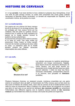 HISTOIRE DE CERVEAUX                                                                           8




                                                                                                      Dossier pédagogique
2.1..3 Le cervelet. Il est situé derrière le tronc cérébral et présente deux hémisphères. C’est
une sorte de petit cerveau annexe, au cortex strié comportant des zones grises (cellules
nerveuses) et blanches (fibres nerveuses). Le cervelet est responsable de l’équilibre, de la
coordination motrice, de la position du corps.


2.2 - La moelle épinière.
Cet organe est une colonne de tissus nerveux
de 45 cm de long et 2 cm de large environ. Elle
est protégée par l’axe osseux formé par les
vertèbres. Elle fait partie du système nerveux
central et les 31 paires de nerfs rachidiens qui
partent de la moelle épinière forment le
système nerveux périphérique.
Ils assurent les principaux liens entre le cerveau
et le reste du corps. Ces nerfs mixtes qui
acheminent l’influx moteur et l’influx sensitif,
innervent de manière symétrique les deux côtés
du corps. La substance grise de la moelle
épinière contient les cellules nerveuses
responsables des actes réflexes.




2.3 - Les nerfs.

                                               Les cellules nerveuses du système périphérique
                                               présentent une longue excroissance, l’axone,
                                               dans lequel circule les impulsions électriques de
                                               l’influx nerveux. Les plus longs axones qui
                                               descendent de la moelle épinière jusqu’aux pieds
                                               peuvent atteindre 1 mètre de long! Ces fibres
                                               nerveuses individuelles, correspondant chacune
                                               à un neurone, sont groupées en faisceaux
             Structure d’un nerf               parallèles.



Plusieurs faisceaux d’axones, se rejoignent ensuite, maintenus ensembles par une gaine
externe et constituent alors un nerf. La transmission de l’influx nerveux peut se faire dans les
deux sens à l’intérieur de certains nerfs, c’est à dire du cerveau et de la moelle épinière vers le
reste du corps et inversement. Mais à l’intérieur d’un même axone, les impulsions ne circulent
que dans un seul sens ce qui permet de distinguer des neurones sensitifs qui acheminent
l‘informations des différents organes vers le système nerveux central, et des neurones
moteurs qui transmettent les ordres du cerveau vers toutes les parties de l‘organisme.
 