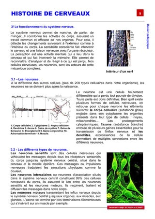 HISTOIRE DE CERVEAUX                                                                                   9




                                                                                                             Dossier pédagogique
3/ Le fonctionnement du système nerveux.
Le système nerveux permet de marcher, de parler, de
manger...Il coordonne les activités du corps, assurant un
travail commun et efficace de nos organes. Pour cela, il
détecte les changements survenant à l'extérieur comme à
l'intérieur du corps. La sensibilité consciente fait intervenir
le cerveau et une liaison nerveuse avec l'organe récepteur.
La perception est une activité mentale qui a lieu dans le
cerveau et qui fait intervenir la mémoire. Elle permet de
reconnaître, d'analyser et de réagir à ce qui est perçu. Nos
cellules nerveuses, les neurones, sont les acteurs de cette
mécanique complexe.
                                                                              Intérieur d’un nerf

3.1 - Les neurones.
A la différence des autres cellules (plus de 200 types cellulaires dans notre organisme), les
neurones ne se divisent plus après la naissance.
                                                        Le neurone est une cellule hautement
                                                        différenciée qui a perdu tout pouvoir de division.
                                                        Toute perte est donc définitive. Bien qu'il existe
                                                        plusieurs formes de cellules nerveuses, on
                                                        retrouve pour chaque neurone les éléments
                                                        suivants: le corps cellulaire (substance grise)
                                                        englobe dans son cytoplasme les organites
                                                        présents dans tout type de cellule : noyau,
                                                        mitochondries...       Les        prolongements
1. Corps cellulaire 2. Cytoplasme 3. Noyau cellulaire   cytoplasmiques: l'axone (substance blanche)
4. Dendrites 5. Axone 6. Gaine de myéline 7. Gaine de   entouré de plusieurs gaines essentielles pour la
Schawnn 8. Etranglement 9. Gaine conjonctive 10.        transmission de l'influx nerveux et les
Arborisation terminale 11. Muscle.
                                                        dendrites, excroissances de la cellule
                                                        permettant de multiples connexions entre les
                                                        différents neurones.

3.2 - Les différents types de neurones.
Les neurones sensitifs sont des cellules nerveuses qui
véhiculent les messages depuis tous les récepteurs sensoriels
du corps jusqu’au système nerveux central, situé dans le
cerveau et la moelle épinière. Ces messages ou impulsions
nerveuses traduisent les sensations physiques comme la
douleur.
Les neurones intercalaires ou neurones d’association situés
dans la système nerveux central constituent 99% des cellules
nerveuses du corps. Ils assurent le lien entre les neurones
sensitifs et les neurones moteurs. Ils reçoivent, traitent et
diffusent les messages dans notre corps.
Les neurones moteurs transmettent les influx nerveux depuis
le système nerveux central jusqu’aux organes, aux muscles, aux
glandes. L’axone se termine par des terminaisons filamenteuses
qui s’insèrent sur un muscle par exemple.
 