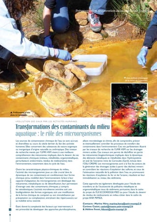 Préservation et restauration de la qualité de l'eau




                                                                                                                                                                           Eau polluée provenant
                                                                                                                                                                           de la mine de Camoulès.




                  Prélèvement d’eau
                 dans le Carnoulès.
                                                                                                                                                    © M. Héry
                                              > P o l l u t i o n d e s e a u x pa r l e s a c t i v i t é s h u m a i n e s


                                              Transformations des contaminants du milieu


                                                                                                                                                                                                     © O. Bruneel
                                              aquatique : le rôle des microorganismes
                                              Les sources de contamination chimique de l’eau se sont accrues                   alliant microbiologie et chimie, afin de comprendre, prévoir
                                              et diversifiées au cours du siècle dernier du fait des activités                 et éventuellement contrôler les processus de transfert des
                                              humaines. Elles concernent des substances de nature organique                    contaminants dans l’environnement. Ceci est parfaitement illustré
                                              ou inorganique d’origine naturelle ou anthropique. Des travaux                   par les travaux de recherche de l’UMR HSM sur les drainages
                                              de recherche menés par l’UMR HSM visent à une meilleure                          miniers acides. Ces travaux ont permis de déchiffrer en partie
                                              compréhension des mécanismes impliqués dans le devenir de ces                    les mécanismes biogéochimiques impliqués dans la dynamique
                                              contaminants chimiques (métaux, métalloïdes, organométalliques,                  des éléments métalliques et métalloïdes dans l’hydrosystème
                                              perturbateurs endocriniens, résidus de médicaments) dans                         en aval de l’ancienne mine de Carnoulès (Gard), incluse dans
                                              l’environnement, notamment dans le cycle de l’eau.                               l’OSU OREME. Les microorganismes sont à la fois les acteurs de
                                                                                                                               la génération des drainages acides à partir des déchets miniers
                                              Outre les caractéristiques physico-chimiques du milieu,                          en contrôlant les réactions d’oxydation des sulfures, et ceux de
                                              l’activité des microorganismes joue un rôle crucial dans la                      l’atténuation naturelle de la pollution dans l’eau en promouvant
                                              dynamique de ces contaminants en conditionnant leur forme                        les réactions d’oxydation du fer et de l’arsenic, résultant en leur
                                              chimique et/ou mobilité dans l’environnement. Grâce à leur                       immobilisation au niveau des sédiments.
Ressources en eau : préservation et gestion




                                              capacité d’adaptation, les microorganismes ont développé des
                                              mécanismes, métaboliques ou de détoxification, leur permettant                   Cette approche est également développée pour l’étude des
                                              d’interagir avec des contaminants chimiques, y compris                           transferts et de l’écotoxicité de polluants métalliques et
                                              les xénobiotiques. L’activité microbienne entraîne soit une                      organométalliques issus de sédiments portuaires, dans le cadre
                                              biodégradation des formes organiques, soit une modification                      du projet de FUI ECODREDGE-MED ou pour l’étude du devenir
                                              de la forme chimique du composé ou son immobilisation par                        de résidus de médicaments en milieu côtier dans le cadre du
                                              précipitation ou complexation, entraînant des répercussions sur                  projet ANR PEPSEA.
                                              sa mobilité et/ou toxicité.
                                                                                                                               Contacts : Marina Héry, marina.hery@univ-montp2.fr
                                              Étant donné la complexité des facteurs qui interviennent, il                     Corinne Casiot, casiot@msem.univ-montp2.fr
32                                            est primordial de développer des approches pluridisciplinaires,                  & Hélène Fenet, hfenet@univ-montp1.fr
 