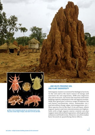 13Soil carbon—multiple functions benefiting societies and the environment
…AND HELPS PRESERVE SOIL
AND PLANT BIODIVERSITY
Soil organic matter is essential for biological activity
in the soil and is the main source of energy and
nutrients for soil organisms. SOM also improves
the soil structure, increases the nutrient and water
holding capacity and protects the soil against erosion.
SOM thus generates a diverse range of habitats for
soil fauna (earthworms, mites, nematodes, etc.)
and microflora (fungi, algae, microorganisms, etc.).
Most species live in the top 2-3 cm soil layer, where
organic matter and root concentrations are highest.
Soils with a high organic matter content can also
support more diversified vegetation, which generally
enhances soil biodiversity. However, very few studies
have focused on quantifying these effects.
 A cathedral termite mound. Mali.
J. Laure © IRD
 Mites of the Prostigmata suborder are commonly found in soils.
They have a broad range of shapes, sizes (here 0.25 mm) and diets.
D.Walter©JRC
 