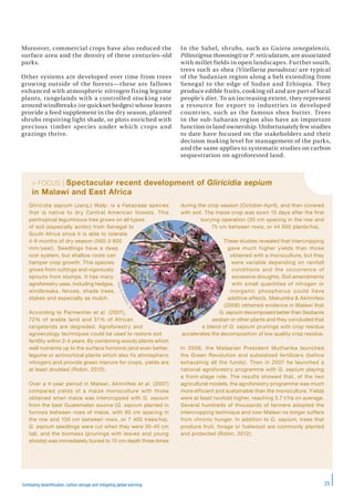 23Combating desertification, carbon storage and mitigating global warming
Moreover, commercial crops have also reduced the
surface area and the density of these centuries-old
parks.
Other systems are developed over time from trees
growing outside of the forests—these are fallows
enhanced with atmospheric nitrogen fixing legume
plants, rangelands with a controlled stocking rate
around windbreaks (or quickset hedges) whose leaves
provide a feed supplement in the dry season, planted
shrubs requiring light shade, or plots enriched with
precious timber species under which crops and
grazings thrive.
In the Sahel, shrubs, such as Guiera senegalensis,
Piliostigma thonningii or P. reticulatum, are associated
with millet fields in open landscapes. Further south,
trees such as shea (Vitellaria paradoxa) are typical
of the Sudanian region along a belt extending from
Senegal to the edge of Sudan and Ethiopia. They
produce edible fruits, cooking oil and are part of local
people’s diet. To an increasing extent, they represent
a resource for export to industries in developed
countries, such as the famous shea butter. Trees
in the sub-Saharan region also have an important
function in land ownership. Unfortunately few studies
to date have focused on the stakeholders and their
decision making level for management of the parks,
and the same applies to systematic studies on carbon
sequestration on agroforested land.
> FOCUS | Spectacular recent development of Gliricidia sepium
in Malawi and East Africa
Gliricidia sepium (Jacq.) Walp. is a Fabaceae species
that is native to dry Central American forests. This
pantropical leguminous tree grows on all types
of soil (especially acidic) from Senegal to
South Africa since it is able to tolerate
4-9 months of dry season (560-3 800
mm/year). Seedlings have a deep
root system, but shallow roots can
hamper crop growth. This species
grows from cuttings and vigorously
sprouts from stumps. It has many
agroforestry uses, including hedges,
windbreaks, fences, shade trees,
stakes and especially as mulch.
According to Parmentier et al. (2007),
72% of arable land and 31% of African
rangelands are degraded. Agroforestry and
agroecology techniques could be used to restore soil
fertility within 2-4 years. By combining woody plants which
well nutrients up to the surface horizons (and even better,
legume or actinorhizal plants which also fix atmospheric
nitrogen) and provide green manure for crops, yields are
at least doubled (Robin, 2012).
Over a 4-year period in Malawi, Akinnifesi et al. (2007)
compared yields of a maize monoculture with those
obtained when maize was intercropped with G. sepium
from the best Guatemalan source (G. sepium planted in
furrows between rows of maize, with 90 cm spacing in
the row and 150 cm between rows, or 7 400 trees/ha).
G. sepium seedlings were cut when they were 30-40 cm
tall, and the biomass (prunings with leaves and young
shoots) was immediately buried to 15 cm depth three times
during the crop season (October-April), and then covered
with soil. The maize crop was sown 15 days after the first
burying operation (30 cm spacing in the row and
75 cm between rows, or 44 000 plants/ha).
These studies revealed that intercropping
gave much higher yields than those
obtained with a monoculture, but they
were variable depending on rainfall
conditions and the occurrence of
excessive droughts. Soil amendments
with small quantities of nitrogen or
inorganic phosphorus could have
additive effects. Makumba & Akinnifesi
(2008) obtained evidence in Malawi that
G. sepium decomposed better than Sesbania
sesban or other plants and they concluded that
a blend of G. sepium prunings with crop residue
accelerates the decomposition of low quality crop residue.
In 2006, the Malawian President Mutharika launched
the Green Revolution and subsidized fertilizers (before
exhausting all the funds). Then in 2007 he launched a
national agroforestry programme with G. sepium playing
a front-stage role. The results showed that, of the two
agricultural models, the agroforestry programme was much
more efficient and sustainable than the monoculture. Yields
were at least twofold higher, reaching 3.7 t/ha on average.
Several hundreds of thousands of farmers adopted the
intercropping technique and now Malawi no longer suffers
from chronic hunger. In addition to G. sepium, trees that
produce fruit, forage or fuelwood are commonly planted
and protected (Robin, 2012).
G
.Fédière©IRD
 