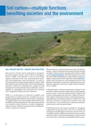 Carbon in drylans soils—Multiple essential functions6
SOIL ORGANIC MATTER—GENESIS AND EVOLUTION
Soil consists of four main components: inorganic
particles, organic matter, water and air. Soil organic
matter (SOM) corresponds to all live and dead
organic materials in the soil, including plant roots,
soil microorganisms and microfauna, as well as
decomposed and nondecomposed plant residue. SOM
thus contains key elements that are essential for plant
nutrition: carbon (C), hydrogen (H), oxygen (O) and
nitrogen (N). It also includes minor elements, such as
sulphur (S), phosphorus (P), potassium (K), calcium
(Ca), magnesium (Mg) and trace elements.
SOM is a continuum of relatively complex and
perpetually recycled materials. It builds up via an
ongoing supply of dead plants and animals, in addition
to organic matter (e.g. root exudates) derived from the
metabolism of living organisms. This soil compartment
also benefits from external so-called ‘exogenous’
organic matter (EOM not produced on the field plot),
such as compost or manure.
Photosynthesis is the main primary source of organic
matter—plants synthesise this material by harnessing
sunlight. Organic inputs are generally of plant origin
in most agroecosystems. This phenomenon occurs on
the soil surface (falling leaves, crop residue, exogenous
inputs in agricultural soil) and in the surface horizons,
where the root density and biological activity are
greatest. Plant debris is then decomposed by the action
of microorganisms (bacteria, fungi) and microfauna.
This is called:
 Humification (or humus formation): humus is the
first layer, which contains a high amount of soil organic
matter, more or less decomposed plant debris and
various living organisms (bacteria, fungi, soil fauna).
This organic matter persists for a relatively long time,
depending on the physicochemical conditions of the
soil (pH, moisture, temperature, texture, clay and
silt contents). Very little humus is found in drylands,
mainly due to the low plant input.
 Mineralization: this process produces inorganic
compounds in gaseous (CO2
, N2
O, etc.) or dissolved
(nitrogen and phosphate nutrients) forms that are
available to plants. SOM mineralization is thus a plant
nutrient source. In hot dryland regions, this process is
very slow, but accelerates considerably when it rains.
Soil carbon—multiple functions
benefiting societies and the environment
 Two wheat plots in a catchment basin:
one managed under direct seeding (left) and
the other under conventional seeding.
Aroussa, Siliana Governorate, Tunisia.
Water erosion is highly marked on the conventionally seeded plot,
while the crop on the direct seeded plot is darker coloured—a sign
of a better nitrogen supply. Project to support the development of
conservation agriculture in Tunisia (FGEF/AFD funding).© Houcine Angar
 