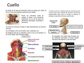 Cuello
El cuello es el área de transición entre el cráneo por arriba, el
tronco y las extremidades superiores por debajo.
El esqueleto del cuello está formado por
las vértebras cervicales, el hueso hiodes,
manubrio del esternón y las clavículas.
Punto de transición entre la
cabeza, el tórax y los miembros
superiores. Es la vía de paso de
elementos vasculares, viscerales y
nerviosos.
Su forma es cilíndrica. Posee un tallo osteoarticular: la columna
cervical.
Su morfología varía con la edad, sexo, obesidad, etc.
Su longitud varia de un individuo a otro: 8 cm en el hombre y 7
cm en la mujer como término medio.
Huesos del
cuelo
Línea nucal Superior
Apófisis espinosa
Musculo trapecio
Espina de la escápula
José Nuño Orozco, Telegram: @josefapps
Funciona como un conducto para las estructuras que
circulan entre ellos, además de contener estructuras
especializadas tales como la laringe, la tráquea, el
esófago y las glándula tiroides y paratiroides.
Clavículas
Vértebras Cervicales
Manubrio del
esternón
H. Hiodes
 