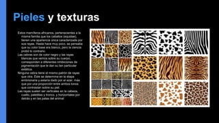 Pieles y texturas
Estos mamíferos africanos, pertenecientes a la
misma familia que los caballos (equidae),
tienen una apariencia única caracterizada por
sus rayas. Hasta hace muy poco, se pensaba
que su color base era blanco, pero la ciencia
probó lo contrario.
Las cebras son de color negro y las rayas
blancas que vemos sobre su cuerpo,
corresponden a diferentes inhibiciones de
pigmentación que le dan su tan particular
estética.
Ninguna cebra tiene el mismo patrón de rayas
que otra. Éste se determina en la etapa
embrionaria y estaría dado por el azar, más
que por una proporción entre ambos tonos
que contrastan sobre su piel.
Las rayas suelen ser verticales en la cabeza,
cuello, paletillas y tronco, y horizontales por
detrás y en las patas del animal
 