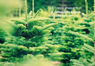En France, chaque Noël,! 
5 millions de sapins 
coupés sont détruits...! 
 