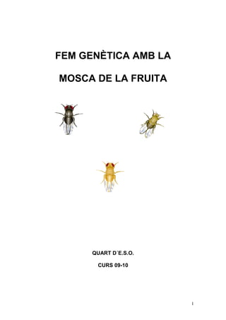 FEM GENÈTICA AMB LA

MOSCA DE LA FRUITA




      QUART D´E.S.O.

       CURS 09-10




                       1
 