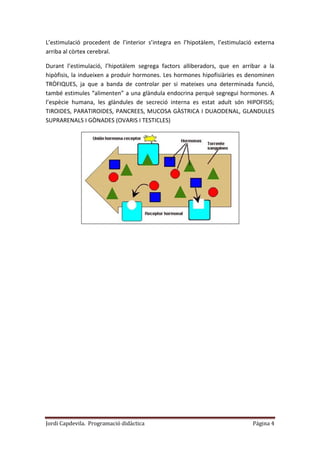 Jordi Capdevila. Programació didàctica Página 4
L’estimulació procedent de l’interior s’integra en l’hipotàlem, l’estimulació externa
arriba al còrtex cerebral.
Durant l’estimulació, l’hipotàlem segrega factors alliberadors, que en arribar a la
hipòfisis, la indueixen a produir hormones. Les hormones hipofisiàries es denominen
TRÒFIQUES, ja que a banda de controlar per si mateixes una determinada funció,
també estimules “alimenten” a una glàndula endocrina perquè segregui hormones. A
l’espècie humana, les glàndules de secreció interna es estat adult són HIPOFISIS;
TIROIDES, PARATIROIDES, PANCREES, MUCOSA GÀSTRICA I DUAODENAL, GLANDULES
SUPRARENALS I GÒNADES (OVARIS I TESTICLES)
 