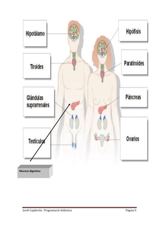 Jordi Capdevila. Programació didàctica Página 5
Mucosa digestiva
 