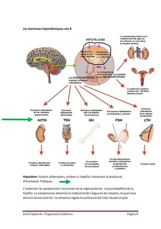 Jordi Capdevila. Programació didàctica Página 8
Les hormones hipotalàmiques són 8
Hipotàlem: Factors alliberadors, arriben a l hipòfisi i estimulen la producció
d’hormones Tròfiques.
L’oxitocina i la vasopressina s’acumulen en la regió posterior o (neurohipòfisi) de la
hipòfisi. La vasopressina afavoreix la reabsorció de l’aigua en els ronyons, la qual cosa
eleva la tensió arterial. I la oxitocina regula la contracció de l’úter durant el part.
 