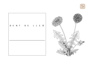 D E N T D E L L E Ó
____________________________________
 