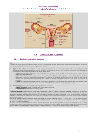 EEEnnn PPPllleeennnaaasss FFFaaacccuuullltttaaadddeeesss
DDDooossssssiiieeerrr dddeee FFFooorrrmmmaaaccciiióóónnn
73
333...222... GGGEEENNNIIITTTAAALLLEEESSS MMMAAASSSCCCUUULLLIIINNNOOOSSS
333...222...111... GGGeeennniiitttaaallleeesss mmmaaassscccuuullliiinnnooosss eeexxxttteeerrrnnnooosss...
PENE
El pene es el órgano masculino utilizado para la micción y las relaciones sexuales, dado que su forma alargada y cilíndrica le capacita
para la copulación. Las partes del pene son: el glande y el cuerpo.
El glande: Es la cabeza del pene, tiene un gran número de terminaciones nerviosas, lo que le convierte en una de las zonas más
sensibles del pene, especialmente en la zona de la corona. La estimulación de esta zona, junto con el frenillo, es una de las fuentes
fundamentales de placer en el hombre. En el glande se encuentra:
- La uretra, conducto que discurre por el centro del cuerpo esponjoso uniendo la vejiga con la punta del pene a través del cual
se expulsa la orina y el semen.
- El prepucio es la piel que recubre el pene. Tiene cierta movilidad y cuando se produce una erección deja el glande al
descubierto. Cuando la abertura final del prepucio no permite la salida del glande, hablamos de fimosis. En este caso se
necesita una intervención quirúrgica sencilla que consiste en realizar un pequeño corte para que facilite la movilidad del
prepucio.
- El frenillo es un trozo de piel flexible que une el glande con el prepucio por la base del pene. A veces esta tirilla también puede
producir molestias si es muy corta. Como en el caso anterior también se trata de una operación muy simple.
El cuerpo del pene: Se compone de tres cilindros totalmente separados.
- Cuerpos cavernosos, que se encargan de la función eréctil del pene.
- Cuerpo esponjoso dentro del cual pasa la uretra.
-
La erección del pene ocurre cuando la sangre fluye rápidamente y llena los cuerpos cavernosos, que están formados por un tejido que
hace las veces de esponja a su vez se necesita que la sangre almacenada en los cuerpos cavernosos alcance una presión elevada, esto
se consigue al impedir que salga una gran parte de la sangre que entra en los cuerpos cavernosos. Es, por tanto, un sencillo mecanismo
hidráulico el responsable de la erección: unas arterias que permiten una mayor entrada de sangre y unas venas que no la dejan salir hasta
que ocurra el orgasmo.
En el adulto, el pene promedio, en estado de flaccidez, tiene una longitud que oscila entre los 3 y 10 cm., unos 2,5 cm. de diámetro y 8 cm.
de circunferencia. En estado de erección, el pene promedio mide de 13 a 16 cm. de longitud, con un diámetro de unos 4 cm. y alrededor
de 10 a 11 cm. de circunferencia.
Los penes pequeños aumentan más de tamaño durante la erección, que los penes grandes, por lo que la comparación, en su estado
flácido, no es indicativo del tamaño que alcanzará durante la erección. Mientras un pene grande durante la erección duplica o triplica su
tamaño original, un pene pequeño puede multiplicar su tamaño hasta por 7 con lo que, al final, el tamaño puede ser similar.
 
