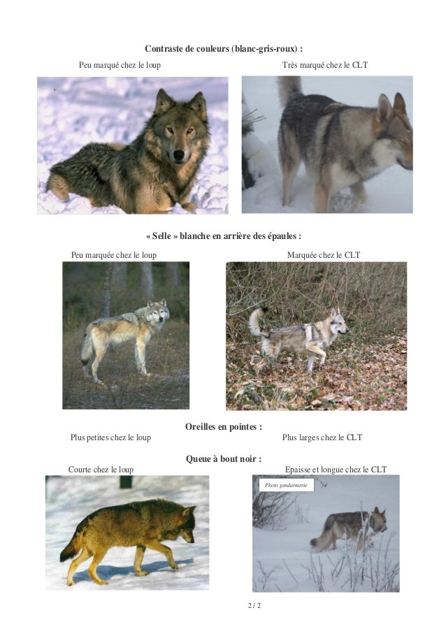 Distinguer un loup et un chien tchécoslovaque Distinguer un loup et un chien tchécoslovaque