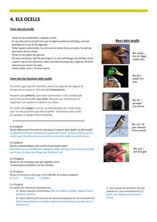 4. ELS OCELLS
Com són els ocells

 Tenen el cos aerodinàmic, adaptat a volar.
 El cap està unit al cos pel coll, que en alguns ocells és molt llarg, com per                Becs dels ocells
 exemple en el cas de les cigonyes.
 Tenen quatre extremitats. Les del darrere tenen forma de pota i les del da-
 vant tenen forma d'ales.
                                                                                                              Bec corbat i
 Tenen el cos cobert de plomes.
                                                                                                              fort de l’aligot
 Els ossos són buits. Això fa que tinguin un cos molt lleuger per facilitar el vol.                           corbat i fort.
 L'estern rep el nom de barca i està molt desenvolupat per subjectar els forts
 músculs que mouen les ales.
 Tenen el bec corni i no tenen dents.

                                                                                                              Bec pla i
Com són les funcions dels ocells                                                                              ample d’un
                                                                                                              ànec.
Els ocells, igual que els mamífers, tenen la capacitat de regular la
temperatura corporal. Són animals homeoterms.

Respiren per pulmons, que estan connectats a unes cavitats ple-
nes d'aire anomenades sacs aeris. Aquests sacs afavoreixen la                                                 Bec llar i
respiració i els ajuden a mantenir-se volant.                                                                 punxegut
                                                                                                              d’un bernat.
Els ocells són ovípars; és a dir, es reprodueixen per mitjà d'ous,
que han de covar fins que neix el pollet. 'alimentació dels ocells
és variada i en depèn la forma del bec.


                                                                                                              Bec curt i de
Ex 8 pàgina                                                                                                   gran obertura
Quina diferencia hi ha entre la reproducció ovípara dels rèptils i la dels ocells?                            d’una oreneta.
La diferencia entre la reproducció ovípara dels rèptils i la dels ocells és que els
ocells coven l’ou fins que neix el pollet, en canvi els rèptils no coven els ous.

Ex 9 pàgina
Quines característiques dels ocells els permeten volar?
Que tenen un cos aerodinàmic adaptat a volar i els seus ossos son buits això fa                                Bec curt i
que el seu cos sigui mes lleuger per facilitar el vol.                                                         fort d’un gall.

Ex 10 pàgina .
Busca en els conceptes clau que significa corni.
D’una textura semblant a la de la banya.

Ex 22 pàgina .
Escriu el nom de les parts que hi ha indicades de la ploma següent.
A: Cano       B: Raquis      C: Barbes

Ex 23 pàgina
Els rèptils són vertebrats poiquiloterms.                                             c) Quins grups de vertebrats són poi-
      a) Explica aquesta característica. Que els rèptils no poden regular la tem-     quiloterms i quins homeoterms? Els
      peratura corporal,                                                              ocells i els mamífers son homeo-
      b) Quina diferència hi ha entre els animals poiquiloterms i els homeoterms?     terms.
      Que el poiquiloterma no poden regular la temperatura corporal i els ho-
      meoterms sí.
 