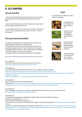 6. ELS AMFIBIS
                                                                                                     A fons
Com són els amfibis
                                                                                     La metamorfosi de capgròs a granota
- Tenen quatre extremitats en forma de pota. Les granotes tenen les                  adulta és el següent:
potes de darrere molt desenvolupades per poder fer salts molt
grans.
                                                                                                          La femella pon els
- Tenen la pell humida, fina i nua: Hi han hagut casos de gent que ha                                     ous a l’aigua i el
mort per agafar una granota amb verí.                                                                     mascle els fecun-
                                                                                                          da.
- Les granotes i els gripaus no tenen cua en estat adult i s’anomenen
anurs. En canvi, les salamandres i els tritons si en tenen i s’anome-                                     De cada ou surt
nen urodels.                                                                                              un capgròs de
                                                                                                          vida aquàtica
                                                                                                          amb brànquies i
                                                                                                          cua.
Com són les funcions dels amfibis

                                                                                                          Es desenvolupen
- Els amfibis són poiquiloterms i no poden viure en llocs freds. Els
                                                                                                          les potes i desa-
adults respiren per pulmons i a través de la pell.
                                                                                                          pareixen gradual-
- Les granotes que encara no han evolucionat del tot s’anomenen
                                                                                                          ment la cua i les
capgrossos, no poden sortir de l’aigua i respiren per les brànquies.
                                                                                                          brànquies.
- Els amfibis adults són carnívors. Però els capgrossos son herbívors.
- Casi tots són ovípars i ponen els ous a l’aigua.
- Els amfibis són els únics vertebrats que presenten metamorfosi.                                          La granota adulta
                                                                                                           és de vida terres-
                                                                                                           tre, té quatre
                                                                                                           potes i pulmons.
Ex 11 pàgina 66
Quin tipus de fecundació tenen les granotes, externa o interna?
Segons quin tipus de granota pot tenir interna o externa.

Ex 12 pàgina 66
Fes una taula amb totes les diferències que hi ha entre un capgròs i una granota adulta.
Diferencies: Les granotes adultes tenen quatre extremitats, tenen la pell humida, fina i nua
Les granotes adultes respiren pels pulmons i també a través de la pell, les larves, anomenades capgrossos, són aquàtiques i
respiren per brànquies.
Les granotes adultes son carnívors mentre que els capgrossos són herbívors.

Ex 13 pàgina 66
Busca en els conceptes clau el terme metamorfosi:
Metamorfosi: Canvi de forma, estructura, etc., que experimenta un animal en el seu desenvolupament post embrionari. La
metamorfosi del cuc o la larva en crisàlide, de la crisàlide en papallona, del capgròs en granota.

Ex 27 pàgina 70
Quins avantatges li proporciona a un amfibi la capacitat de poder respirar per pulmons i a través de la pell?
Que pot viure tant a la superfície com per sobre l’aigua.

Ex 28 pàgina 71
En aquests quatre esquemes es representen les diverses fases de la metamorfosi d’una granota.
A: Ordena-les temporalment: B - D- A - C
B: Quines fases tenen respiració branquial? D - A
C: Quines diferencies hi ha entre l’alimentació d’un capgròs i la d’una granota adulta? Que el capgròs és herbívor i la granota és
carnívora.
D: Descriu els canvis que es produeixen al llarg de la metamorfosi. A:són ous. B: de l’ou surt un capgròs amb de vida aquàtica,
amb brànquies i cua. C: Es desenvolupen les potes i desapareixen gradualment la cua i les brànquies. D: La granota adulta és
de vida terrestre, té quatre potes i pulmons.
 