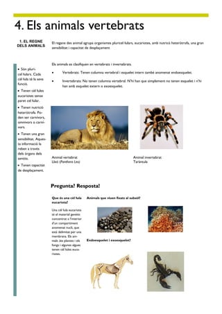 4. Els animals vertebrats
 1. EL REGNE           El regane des animal agrupa organismes pluricel·lulars, eucariotes, amb nutricó heteròtrofa, una gran
DELS ANIMALS
                       sensibilitat i capacitat de desplaçament



                       Els animals es clasifiquen en vertebrats i invertebrats.
 Són pluri-
cel·lulars. Cada              Vertebrats: Tenen columna vertebral i esquelet intern també anomenat endoesquelet.
cèl·lula té la seva
                              Invertebrats: No tenen columna vertebral. N’hi han que simplement no tenen esquelet i n’hi
funció.
                               han amb esquelet extern o exoesquelet.
 Tenen cèl·lules
eucariotes sense
paret cel·lular.
 Tenen nutrició
heterótrofa. Po-
den ser carnívors,
omnivors o carní-
vors.
 Tenen una gran
sensibilitat. Aques-
ta informació la
reben a través
dels òrgans dels
sentits.               Animal vertebrat                                           Animal invertebrat
                       Lleó (Panthera Leo)                                        Taràntula
 Tenen capacitat
de desplaçament.



                       Pregunta? Resposta!

                       Que és una cèl·lula       Animals que viuen fixats al subsòl?
                       eucariota?

                       Una cèl·lula eucariota
                       té el material genètic
                       concentrat a l’interior
                       d’un compartiment
                       anomenat nucli, que
                       està delimitat per una
                       membrana. Els ani-
                       mals ,les plantes i els   Endoesquelet i exoesquelet?
                       fongs i algunes algues
                       tenen cèl·lules euca-
                       riotes.
 