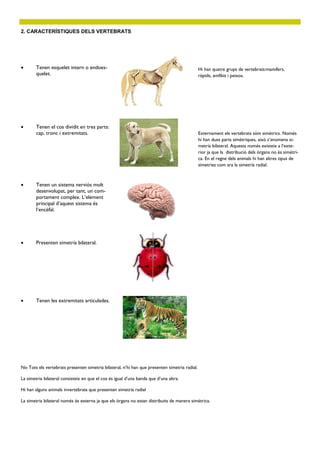 2. CARACTERÍSTIQUES DELS VERTEBRATS




       Tenen esquelet intern o endoes-                                                        Hi han quatre grups de vertebrats:mamífers,
        quelet.                                                                                rèptils, amfibis i peixos.




       Tenen el cos dividit en tres parts:
        cap, tronc i extremitats.                                                              Externament els vertebrats sóm simètrics. Només
                                                                                               hi han dues parts simètriques, això s’anomena si-
                                                                                               metría bilateral. Aquesta només existeix a l’exte-
                                                                                               rior ja que la distribució dels òrgans no és simétri-
                                                                                               ca. En el regne dels animals hi han altres tipus de
                                                                                               simetries com ara la simetría radial.



       Tenen un sistema nerviós molt
        desenvolupat, per tant, un com-
        portament complex. L’element
        principal d’aquest sistema és
        l’encèfal.




       Presenten simetría bilateral.




       Tenen les extremitats articulades.




No Tots els vertebrats presenten simetria bilateral, n’hi han que presenten simetria radial.

La simetria bilateral consisteix en que el cos és igual d’una banda que d’una altra.

Hi han alguns animals invertebrats que presenten simetria radial

La simetria bilateral només és externa ja que els òrgans no estan distribuits de manera simétrica.
 