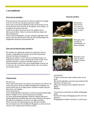 3. ELS MAMÍFERS



Com són els mamífers                                                                           Grups de mamífers


El cap està unit al tronc pel coll i la columna vertebral es prolonga
en la cua. Són els únics vertebrats que tenen orelles.                                                      Monotremes.
Tenen quatre extremitats adaptades al tipus de locomoció. En els                                            Com l’ornito-
terrestres tenen forma de pota; en els aquàtics, forma d’aleta, i en                                        rrinc. Són oví-
el ratpenat, les anteriors són ales.                                                                        pars. Tenen bec
Tenen el cos cobert de pèl, que els serveix d’aïllant tèrmic.                                               però no tenen
Ala boca tenen llavis i dents. Les dents són diferents depent del                                           dents.
tipus d’alimentació.
Tenen nombroses glàndules, com per exemple les glàndules sudo-
rípares o les que secreten greix. Però les més característiques són
les glàndules mamàries, que produeixen llet                                                                 Marsupials. Com
                                                                                                            el cangur. Es
                                                                                                            desenvolupen a la
                                                                                                            bossa marsupial.

Com són les funcions dels mamífers

Els mamífers són capaços de mantener la temperatura del cos
constant i independent del medi que els envolta. Aquest tipus
d’animal s’anomenen homeoterms.
                                                                                                            Placentaris. Com
Respiren per pulmons, i axò fa que els marinsagin de pujar a la
                                                                                                            el gat. Es desen-
superficie pe respirar. Tenen una alimentació molt variada. Hi ha
                                                                                                            volupen al ventre
mamífers carnívors, insectívors, hervíbors, granívors, etc
                                                                                                            matern.
Tenen fecundació interna i les cries es desenvolupen al ventre de
la mare; és a dir, són vivípars. Després del part, les cries s’alimen-
ten amb llet materna




                                                                           ACTIVITATS:
L’ésser humà.                                                              5. Quina característica dels mamífers dóna nom al
                                                                           grup?
No tenim cua.                                                              Que amb les glàndules mamaries que produeixen llet
Tenim quatre extremitats. Les superios són els braços, les inferiors les   alimenten a les seves cries
cames que tenen la funció principal de desplaçament. Adoptam una           6.Busca els conceptes clau el significat del terme
postura dreta única en el regne animal i caminem recolzats sobre les       bípede.
dues cames, som bípedes.                                                   lalaloopsi
Tenim poc pel al cos
Tenim moltes glàndules sudorípares. La funció principal d’questes glàn-    7.Les persones sordmudes no utilitzen el llenguatge
dules és refrigerar el cos cuan la temperatura`és elevada.                 parlat.
                                                                           Esmenta altre tipus de llenguatge que fem servir les
Les dones desenvolupen glàndules mamàries. Després dels parts,
aquestes glàndules produeixen llet amb la qual s’alimenten els nadons.     persones.
Els nadons són indefensos, al contrari com alguns mamífers.                El llenguatge de símbols, l’escriptura, el codi morse...
Tenim el cervell molt desenvolupat que la resta dels mamífers
Ens comuniquem per mitjà de diferents llenguatjes. La nostra comuni-
cación es mes complexa que la d’altres animals.
 