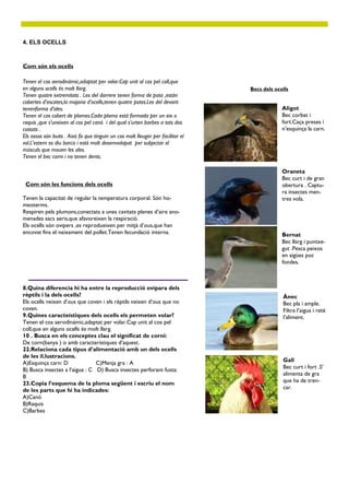 4. ELS OCELLS



Com són els ocells

Tenen el cos aerodinàmic,adaptat per volar.Cap unit al cos pel coll,que
en alguns ocells és molt llarg.                                                  Becs dels ocells
Tenen quatre extremitats . Les del darrere tenen forma de pota ,están
cobertes d’escates,la majoria d’ocells,tenen quatre potes.Les del devant
tenenforma d’ales.                                                                            Aligot
Tenen el cos cobert de plomes.Cada ploma està formada per un eix o                            Bec corbat i
raquis ,que s’uneixen al cos pel canó i del qual s’urten barbes a tots dos                    fort.Caça preses i
costats .                                                                                     n’esquinça la carn.
Els ossos són buits . Aixó fa que tinguin un cos molt lleuger per facilitar el
vol.L’estern es diu barca i està molt desemvolopat per subjectar el
músculs que mouen les ales.
Tenen el bec corni i no tenen dents.

                                                                                              Oraneta
                                                                                              Bec curt i de gran
 Com són les funcions dels ocells                                                             obertura . Captu-
                                                                                              ra insectes men-
Tenen la capacitat de regular la temperatura corporal. Són ho-                                tres vola.
meoterms.
Respiren pels plumons,conectats a unes cavitats plenes d’aire ano-
menades sacs aeris,que afavoreixen la respiració.
Els ocells són ovipers ,es reprodueixen per mitjà d’ous,que han
encovat fins el neixament del pollet.Tenen fecundació interna.                                Bernat
                                                                                              Bec llarg i puntxe-
                                                                                              gut .Pesca peixos
                                                                                              en aigües poc
                                                                                              fondes.



8.Quina diferencia hi ha entre la reproducció ovípara dels
rèptils i la dels ocells?                                                                     Ànec
Els ocells neixen d’ous que coven i els rèptils neixen d’ous que no                           Bec pla i ample.
coven.                                                                                        Filtra l’aigua i reté
9.Quines caracteístiques dels ocells els permeten volar?                                      l’aliment.
Tenen el cos aerodinàmic,adaptat per volar.Cap unit al cos pel
coll,que en alguns ocells és molt llarg.
10 . Busca en els conceptes clau el significat de corni:
De corn(banya ) o amb característiques d’aquest.
22.Relaciona cada tipus d’alimentació amb un dels ocells
de les il.lustracions.
A)Esquinça carn: D              C)Menja gra : A                                               Gall
B) Busca insectes a l’aigua : C D) Busca insectes perforant fusta:                            Bec curt i fort .S’
B                                                                                             alimenta de gra
23.Copia l’esquema de la ploma següent i escriu el nom                                        que ha de tren-
de les parts que hi ha indicades:                                                             car.
A)Canó
B)Raquis
C)Barbes
 