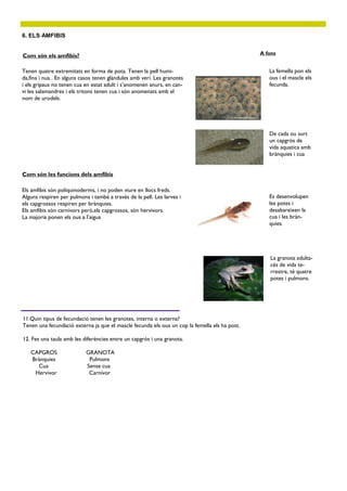 6. ELS AMFIBIS


                                                                                               A fons
Com són els amfibis?

Tenen quatre extremitats en forma de pota. Tenen la pell humi-                                    La femella pon els
da,fina i nua . En alguns casos tenen glàndules amb verí. Les granotes                            ous i el mascle els
i els gripaus no tenen cua en estat adult i s’anomenen anurs, en can-                             fecunda.
vi les salamandres i els tritons tenen cua i són anomenats amb el
nom de urodels.




                                                                                                  De cada ou surt
                                                                                                  un capgrós de
                                                                                                  vida aquatica amb
                                                                                                  brànquies i cua


Com són les funcions dels amfibis

Els amfibis són poliquinoderms, i no poden viure en llocs freds.
Alguns respiren per pulmons i també a través de la pell. Les larves i                             Es desenvolupen
els capgrossos respiren per brànquies.                                                            les potes i
Els amfibis són carnívors però,els capgrossos, són hervivors.                                     desabareixen la
La majoria ponen els ous a l’aigua                                                                cua i les bràn-
                                                                                                  quies.




                                                                                                  La granota adulta-
                                                                                                  cés de vida te-
                                                                                                  rrestre, té quatre
                                                                                                  potes i pulmons.




11.Quin tipus de fecundació tenen les granotes, interna o externa?
Tenen una fecundació externa ja que el mascle fecunda els ous un cop la femella els ha post.

12. Fes una taula amb les diferències entre un capgrós i una granota.

   CAPGROS                 GRANOTA
   Brànquies                Pulmons
     Cua                   Sense cua
    Hervívor                Carnívor
 