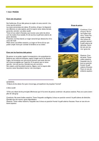 7. ELS PEIXOS



Com són els peixos

Són fusiformes. El cos dels peixos és ample a la zona central i s’es-
treny cap als extrems                                                                               Grups de peixos
Les seves extremitats són aletes. El nombre, el tipus i la disposició
són diferents en cada espècie, però la majoria tenen aletes dorsals,                                              Condrictis. Com
pectorals, ventrals i una aleta caudal                                                                            el tauró. No te-
Tenen el cos cobert d’escates, que munten unes sobre les altres                                                   nen bufeta nata-
com les teules d’una teulada. En els tauróns, la pell està coberta de                                             tòria. Tenen l’es-
petits denticles                                                                                                  quelet cartilagi-
Presenten una línea lateral, un òrgan sensorial que detecta les vivra-                                            nós, la boca en
cións del medi                                                                                                    posición ventral i
Molts tenen una bufeta natatòria, un òrgan en forma de sac que                                                    la pell coberta de
poden omplir d’aire per contolar la fondària on es troben                                                         denticles. Gaire-
                                                                                                                  bé tots són ma-
                                                                                                                  rins i grans de-

Com són les funcions dels peixos
                                                                                                                  Osteïctis. Com
Els peixos no es poden regular la temperatura, són poiquiloterms.
                                                                                                                  els barbs. Tenen
Respiren per mitjà de brànquies, captan l’oxigen que hi ha dissolt a
                                                                                                                  vufeta natatòria,
l’aigua. Les brànquies son estructures laminars que están darrere
                                                                                                                  l’esquelet ossi, la
de la boca protegides per l’opercle. Hi ha peixos que no tenen
                                                                                                                  boca en posición
opercle, com els taurons. Gairebé tots són carnívors.
                                                                                                                  frontal i la pell
Són ovípers, amb fecundació externa. Alguns, com la majoria dels
                                                                                                                  coberta d’escates.
taurons, tenen fecundació interna i són ovovivípars
                                                                                                                  Viuen en tots els
                                                                                                                  ambients aquàtics




ACTIVITATS:
14.Quina de les aletes d’un peix s’encarrega, principalment de propulsar l’animal?

L’aleta caudal

15.Fes una relació de les principals diferències que hi ha entre els peixos condrictis i els peixos osteïctis. Posa uns cuants exem-
ples de cada grup

Condrictis. No tenen bufeta natatòria. Tenen l’esquelet cartilaginós, la boca en posición ventral i la pell coberta de denticles.
Gairebé tots són marins i grans depredadors
Osteïctis. Tenen vufeta natatòria, l’esquelet ossi, la boca en posición frontal i la pell coberta d’escates. Viuen en tots els am-
bients aquàtics
 