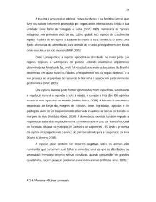 28


       A leucena é uma espécie arbórea, nativa do México e da América Central, que
teve seu cultivo fortemente promovido por organizações internacionais devido a sua
utilidade como fonte de forragem e lenha (GISP, 2005). Nominada de “árvore
milagrosa” nos primeiros anos do seu cultivo global, esta espécie de crescimento
rápido, fixadora de nitrogênio e bastante tolerante à seca, constituiu-se como uma
fonte alternativa de alimentação para animais de criação, principalmente em locais
onde esses recursos são escassos (GISP, 2005).

       Como conseqüência, a espécie apresenta-se distribuída na maior parte das
regiões tropicais e subtropicais do planeta, estando atualmente amplamente
disseminada na América do Sul, onde foi introduzida na maioria dos países. No Brasil é
encontrada em quase todos os Estados, principalmente nos da região Nordeste, e a
sua presença no arquipélago de Fernando de Noronha é considerada particularmente
problemática (GISP, 2005).

       Essa espécie invasora pode formar aglomerados mono específicos, substituindo
a vegetação natural e expondo o solo à erosão, e compõe a lista das 100 espécies
invasoras mais agressivas no mundo (Instituo Hórus, 2008). A leucena é comumente
encontrada ao longo das margens de rodovias, áreas degradadas, agrícolas e de
pastagens, além de ser freqüentemente observada invadindo as bordas de florestas e
margens de rios (Instituto Hórus, 2008). A dominância exercida também impede a
regeneração natural da vegetação nativa, como mostrado no caso da Floresta Nacional
de Pacotuba, situada no município de Cachoeira de Itapemirim – ES, onde a presença
da espécie está prejudicando o avanço do plantio realizado para a recuperação da área
(Xavier & Moreno, 2008).

       A espécie pode também ter impactos negativos sobre os animais não
ruminantes que consomem suas folhas e sementes, uma vez que os altos teores do
aminoácido mimosina presente nessas estruturas, quando consumidas em grandes
quantidades, podem provocar problemas à saúde dos animais (Instituto Hórus, 2008).




4.3.4. Mamona - Ricinus communis
 