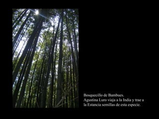 Bosquecillo de Bambues.Agustina Luro viaja a la India y trae a la Estancia semillas de esta especie. 